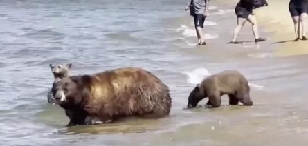 Cette famille d’ours visite la plage pour se rafraîchir au milieu des familles avec leurs enfants